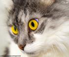 Sarı kedi gözleri